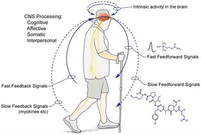 Biopsychosocial Functions of Human Walking and Adherence to Behaviourally Demanding Belief Systems: A Narrative Review